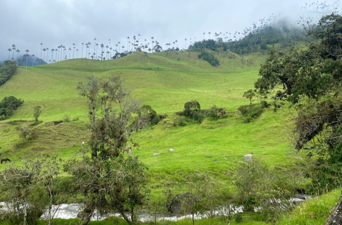 Step into one of Quindío’s most iconic landscapes and begin a journey through mountains, valleys, and the beauty of the Colombian Andes.